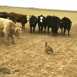 Acid GIFs, July 11 (25 gifs) Acid GIFs, July 11 (25 gifs)