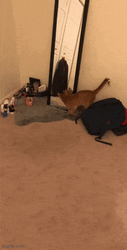 Acid GIFs, July 11 (25 gifs) Acid GIFs, July 11 (25 gifs)