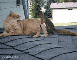 Acid GIFs, July 14 (25 gifs) Acid GIFs, July 14 (25 gifs)