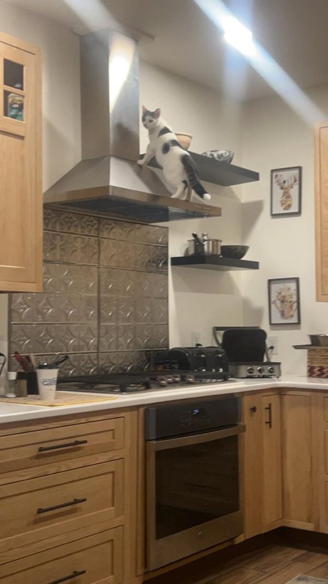 Photos For Cat Fans (37 pics)
