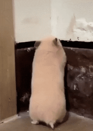Acid GIFs, July 15 (25 gifs) Acid GIFs, July 15 (25 gifs)
