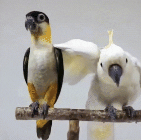 Acid GIFs, July 15 (25 gifs) Acid GIFs, July 15 (25 gifs)
