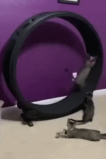 Acid GIFs, July 15 (25 gifs) Acid GIFs, July 15 (25 gifs)