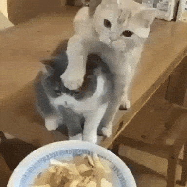 Acid GIFs, July 15 (25 gifs) Acid GIFs, July 15 (25 gifs)