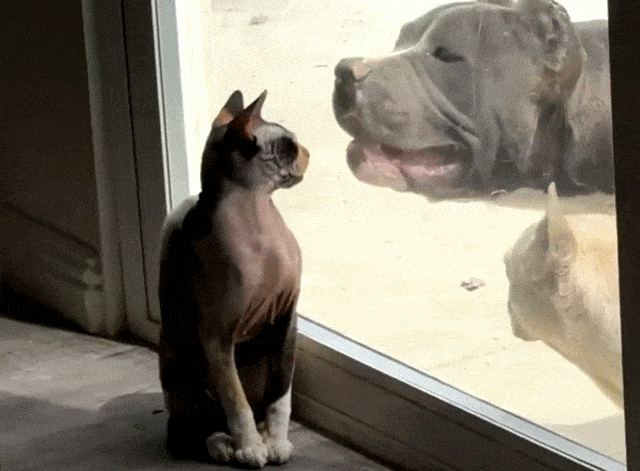 Acid GIFs, July 15 (25 gifs) Acid GIFs, July 15 (25 gifs)