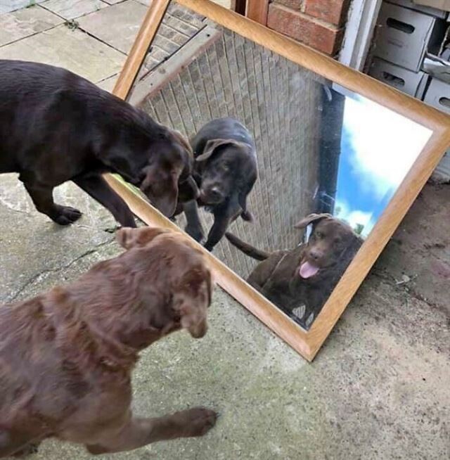 They Are Trying To Sell A Mirror (23 pics)