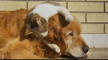 Acid GIFs, July 16 (25 gifs) Acid GIFs, July 16 (25 gifs)