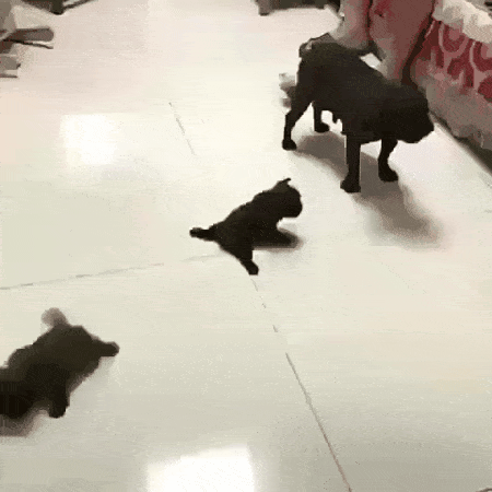 Acid GIFs, July 17 (25 gifs)