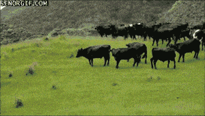 Acid GIFs, July 17 (25 gifs)
