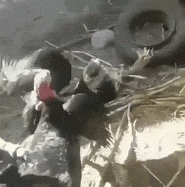 Acid GIFs, July 18 (25 gifs)