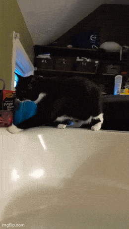 Acid GIFs, July 18 (25 gifs)