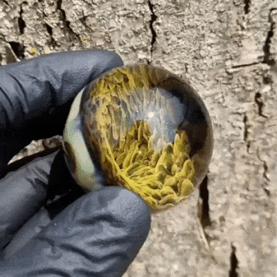 Acid GIFs, July 18 (25 gifs)