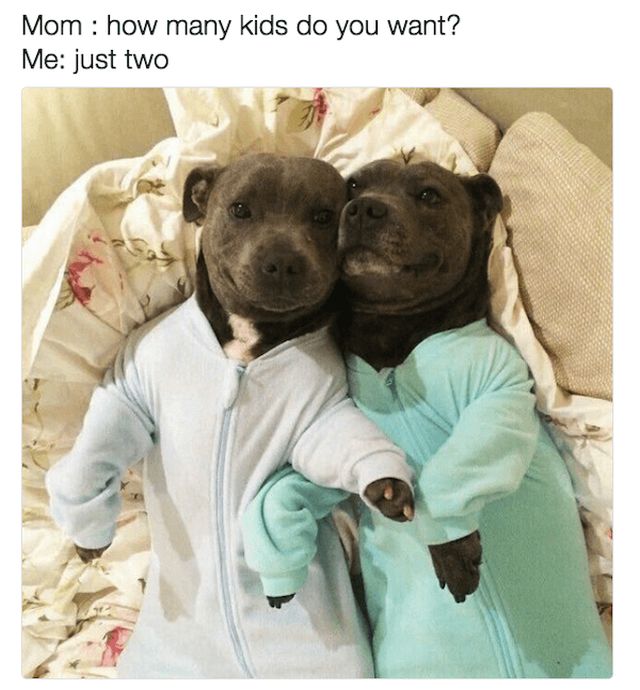 Memes For Dogs Lovers (23 pics)