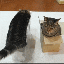 Acid GIFs, July 21 (25 gifs)