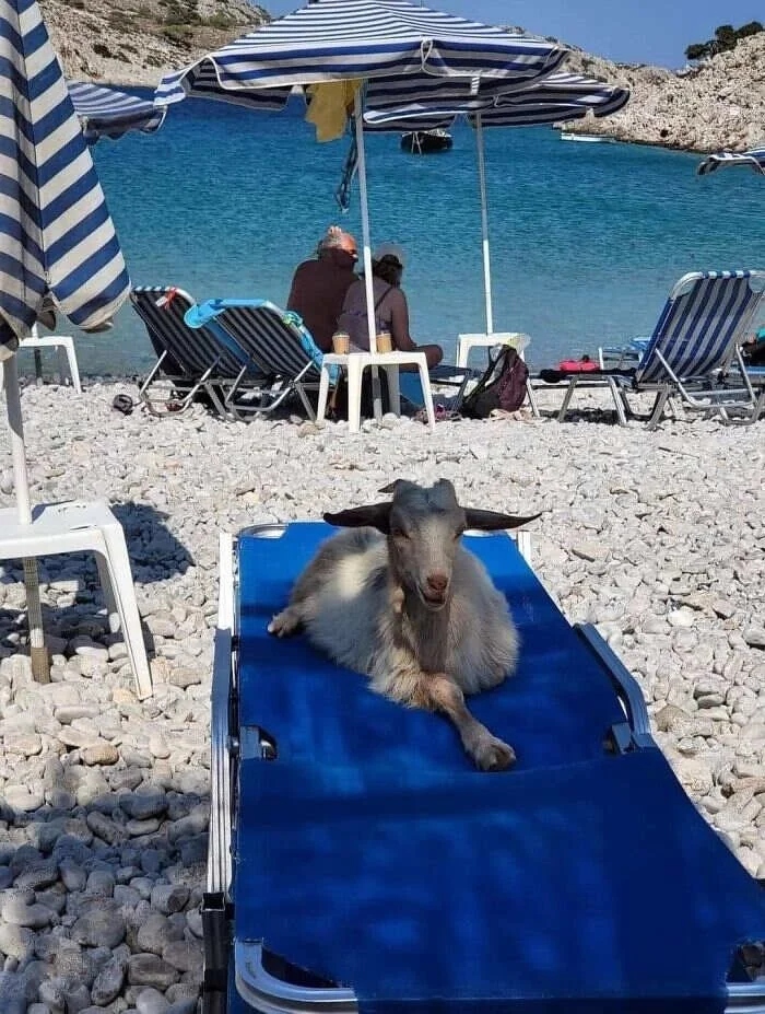 What Is Going On Here? (15 pics)