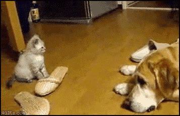 Acid GIFs, July 24 (25 gifs)