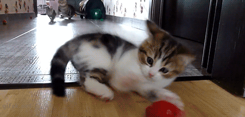 Acid GIFs, July 24 (25 gifs) Acid GIFs, July 24 (25 gifs)