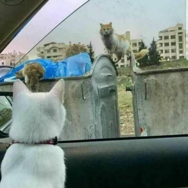 Daily Pictures. Part 2 (59 pics)
