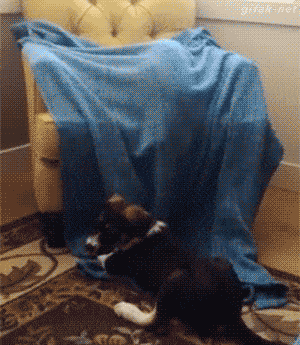 1753433414_6.gif
