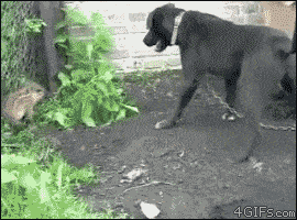 Acid GIFs, August 4 (25 gifs)