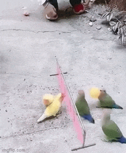 Acid GIFs, August 5 (25 gifs)