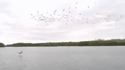 Acid GIFs, August 7 (25 gifs)