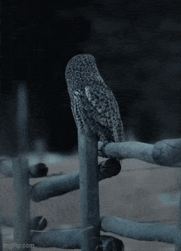 1754576227_19.gif