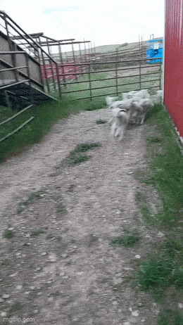 1754576238_18.gif