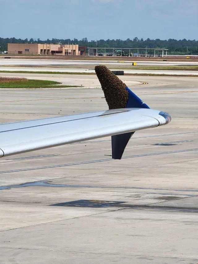 Strange Situations At Airports (13 pics)