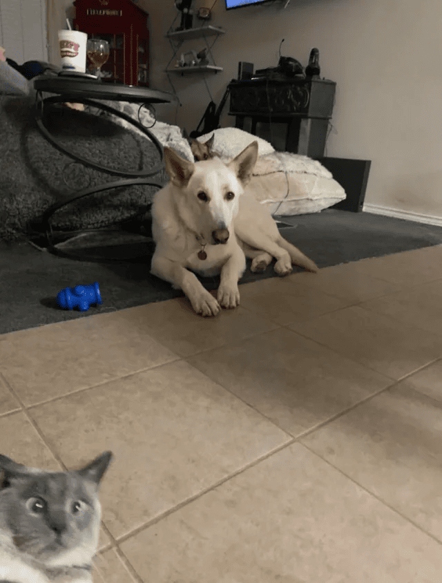 Cool Photobombs (15 pics)