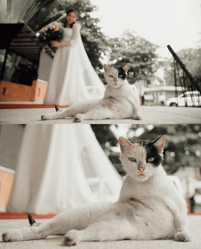 Cool Photobombs (15 pics)
