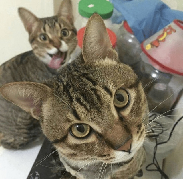 Cool Photobombs (15 pics)