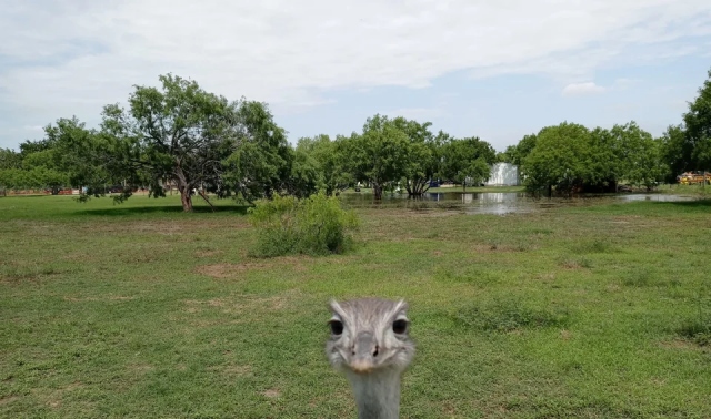 Cool Photobombs (15 pics)