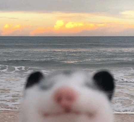 Cool Photobombs (15 pics)