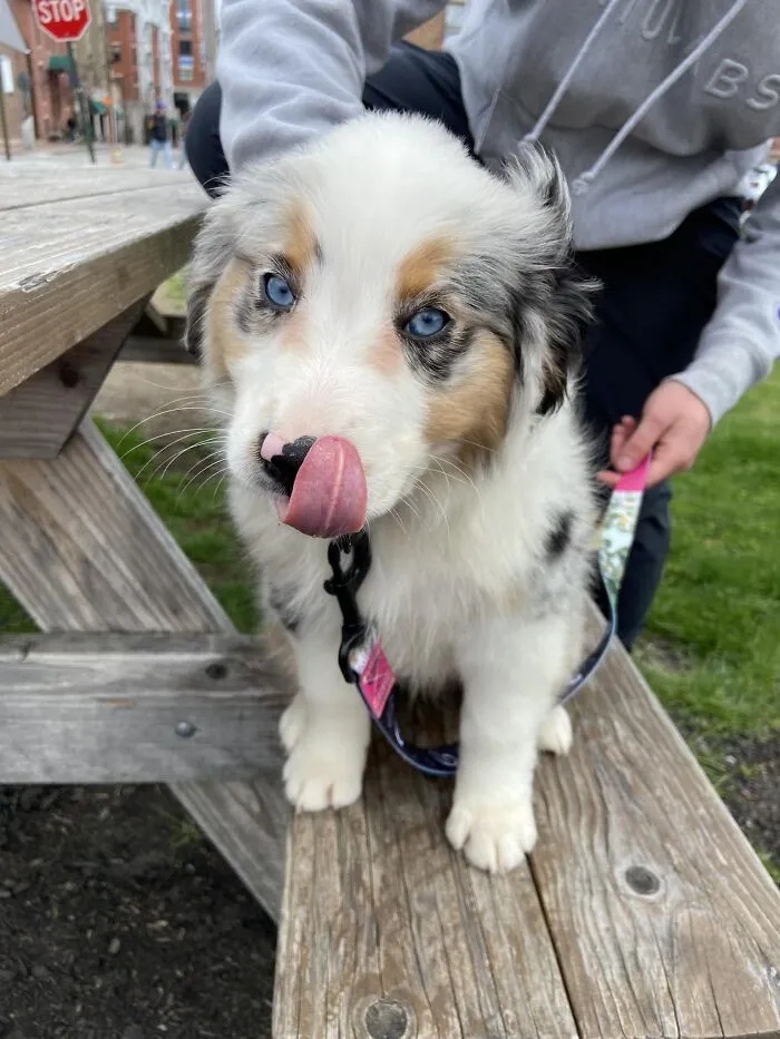 Photos For Dogs Lovers (23 pics)