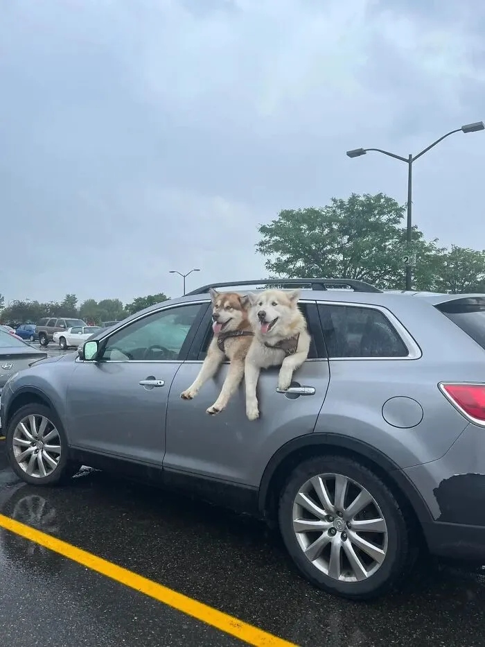 Photos For Dogs Lovers (23 pics)