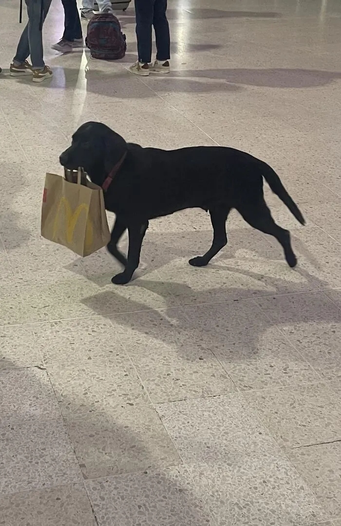 Photos For Dogs Lovers (23 pics)
