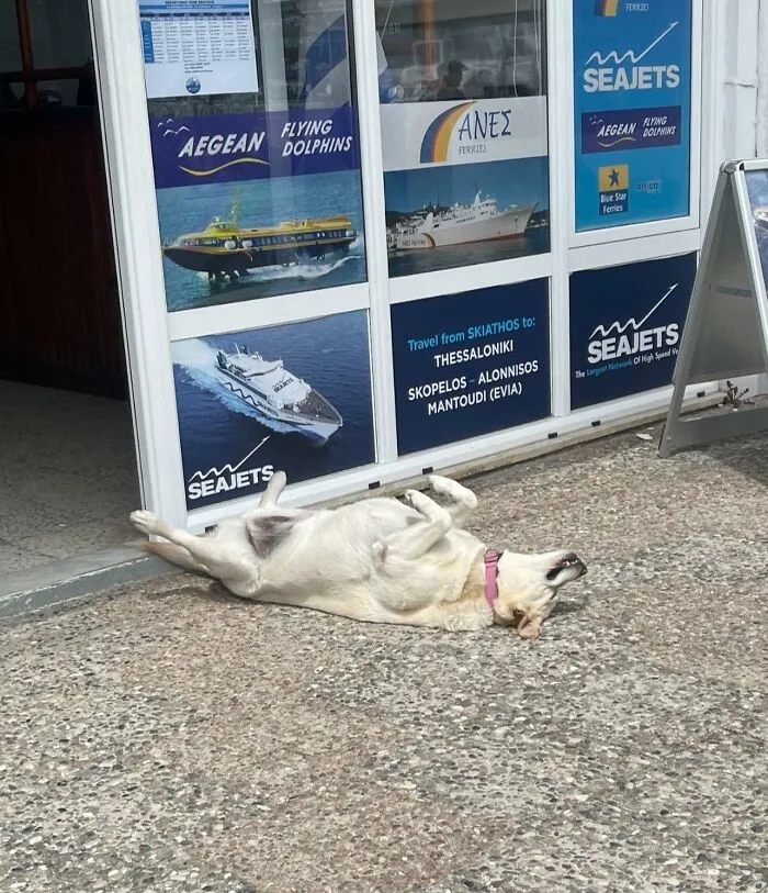 Photos For Dogs Lovers (23 pics)