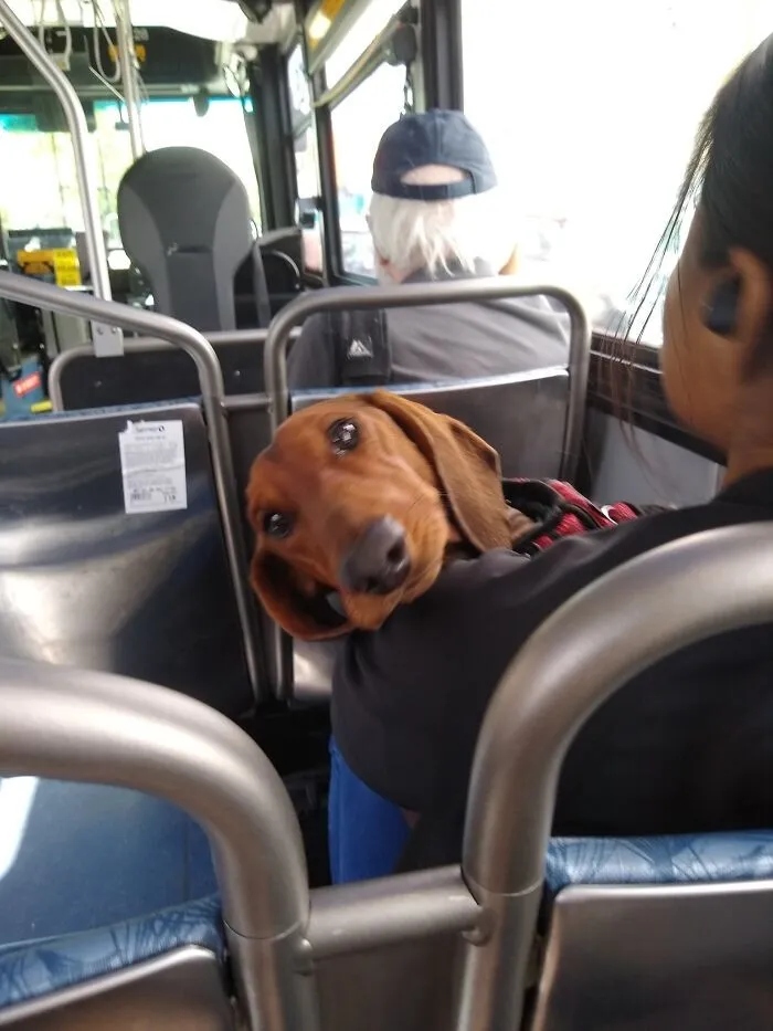 Photos For Dogs Lovers (23 pics)