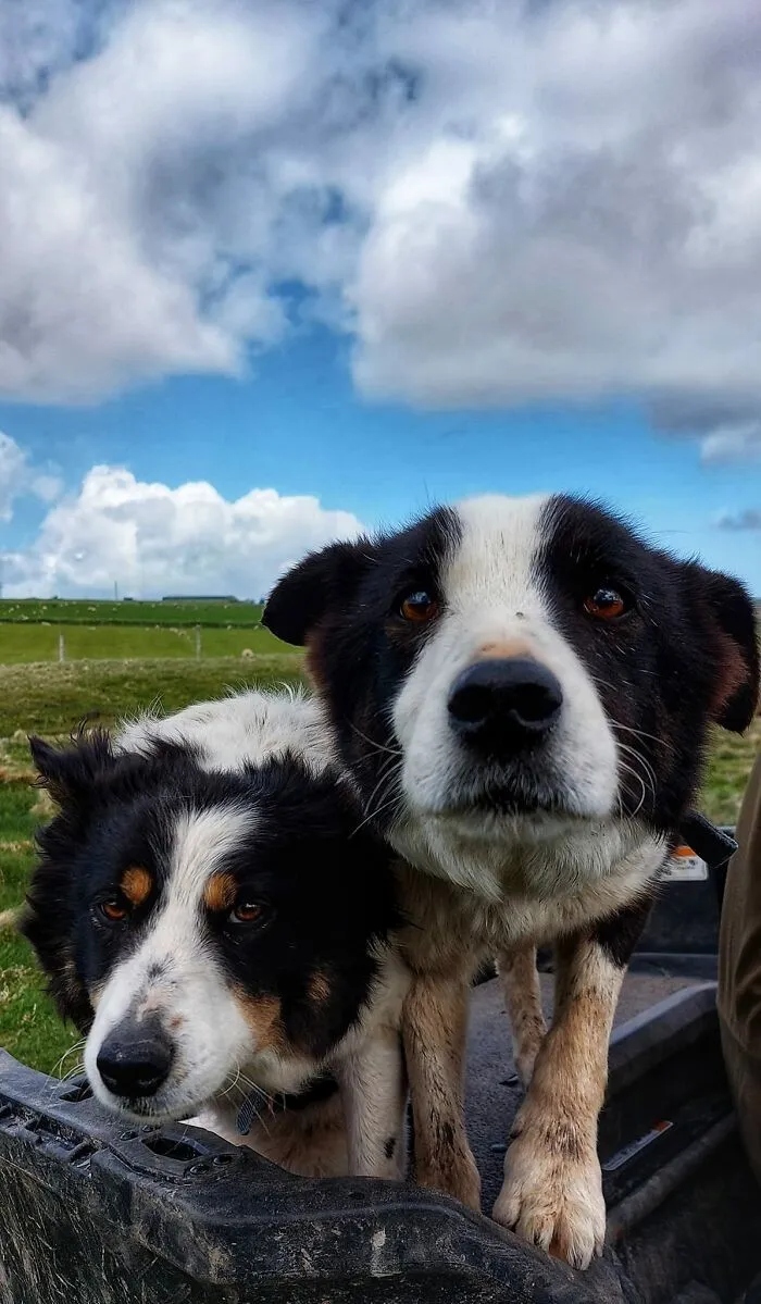 Photos For Dogs Lovers (23 pics)