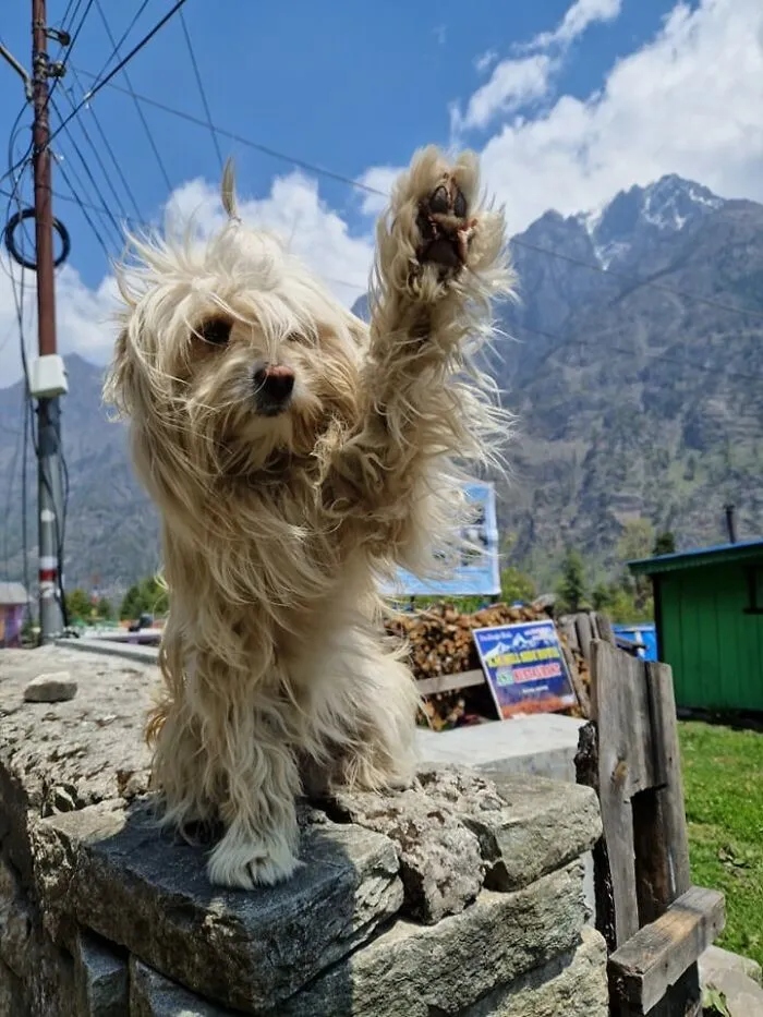 Photos For Dogs Lovers (23 pics)