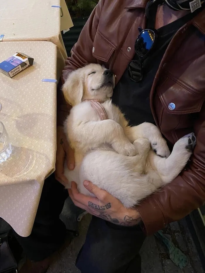 Photos For Dogs Lovers (23 pics)