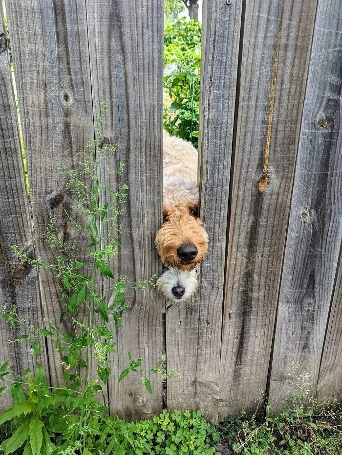 Photos For Dogs Lovers (23 pics)