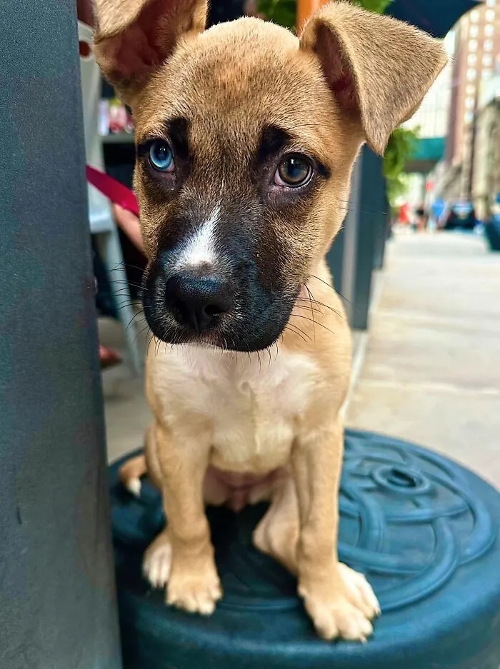 Photos For Dogs Lovers (23 pics)