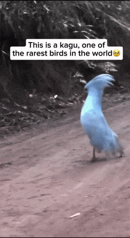 Acid GIFs, August 11 (25 gifs)