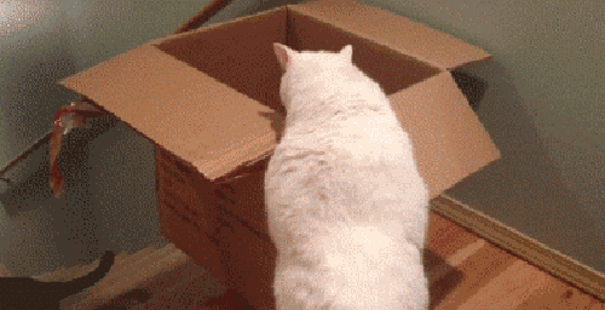 Acid GIFs, August 13 (25 gifs)