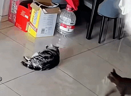 Acid GIFs, August 13 (25 gifs)