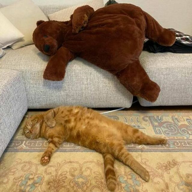 Photos For Cat Lovers (21 pics)