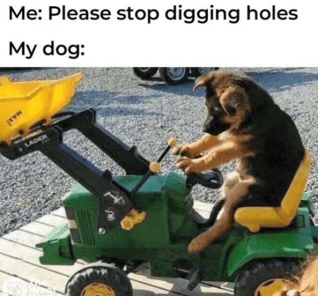 Memes With Animals (23 pics)