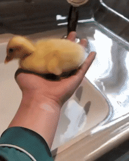 Acid GIFs, August 19 (25 gifs) Acid GIFs, August 19 (25 gifs)